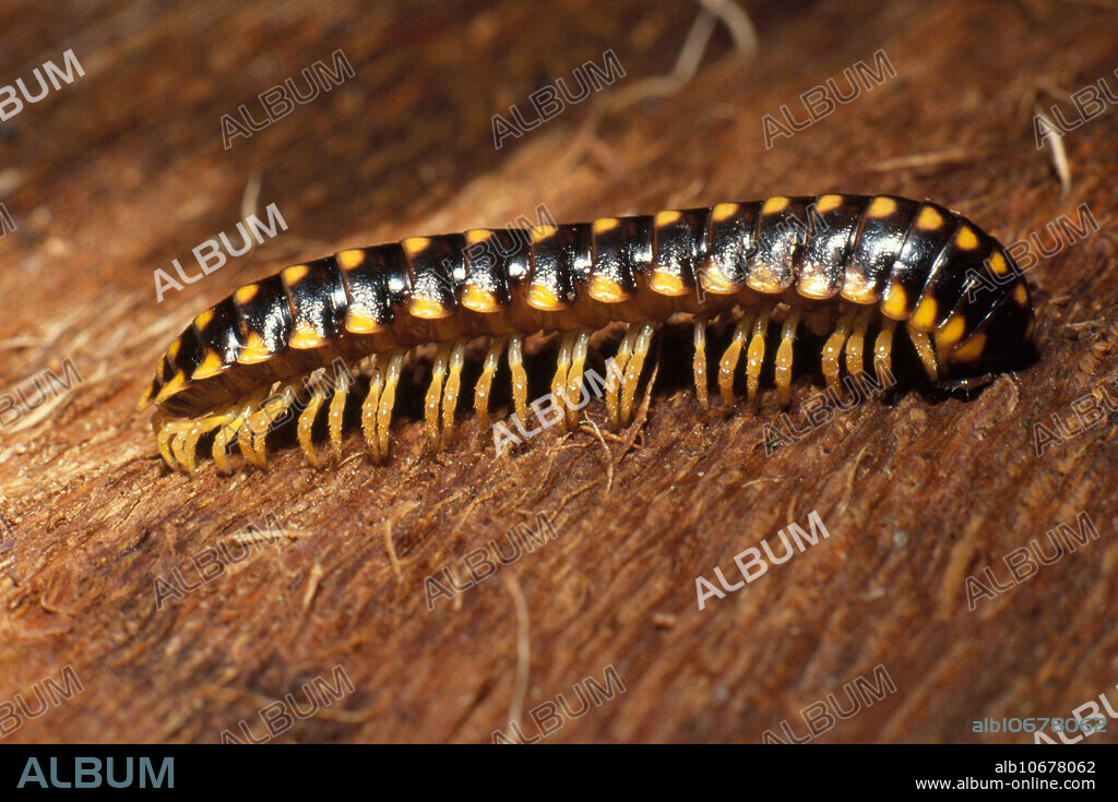A polydesmid millipede (Sigmoria sp.). NE Pennsylvania. Note aposematic colouration.