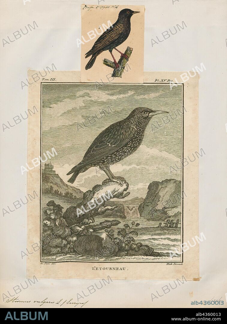 Sturnus vulgaris, Print, The common starling (Sturnus vulgaris), also known as the European starling, or in the British Isles just the starling, is a medium-sized passerine bird in the starling family, Sturnidae. It is about 20 cm (8 in) long and has glossy black plumage with a metallic sheen, which is speckled with white at some times of year. The legs are pink and the bill is black in winter and yellow in summer; young birds have browner plumage than the adults. It is a noisy bird, especially in communal roosts and other gregarious situations, with an unmusical but varied song. Its gift for mimicry has been noted in literature including the Mabinogion and the works of Pliny the Elder and William Shakespeare., 1700-1880.