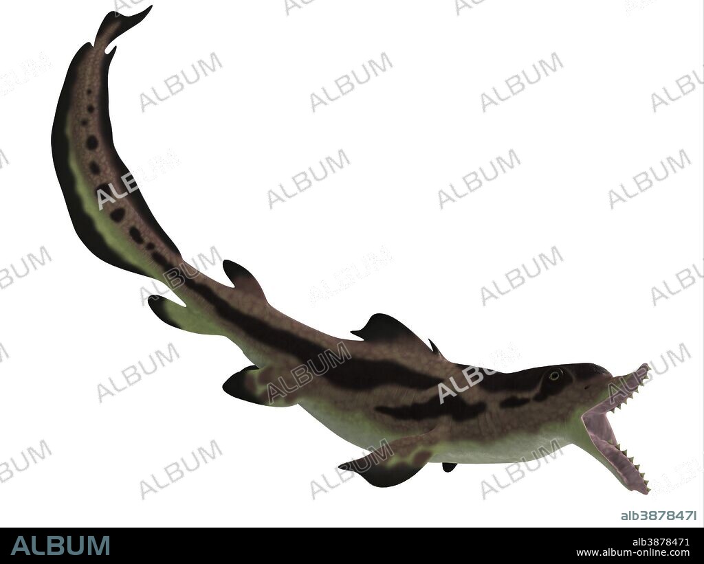 Edestus is a prehistoric shark that lived in the Carboniferous Period of England, Russia and North America.
