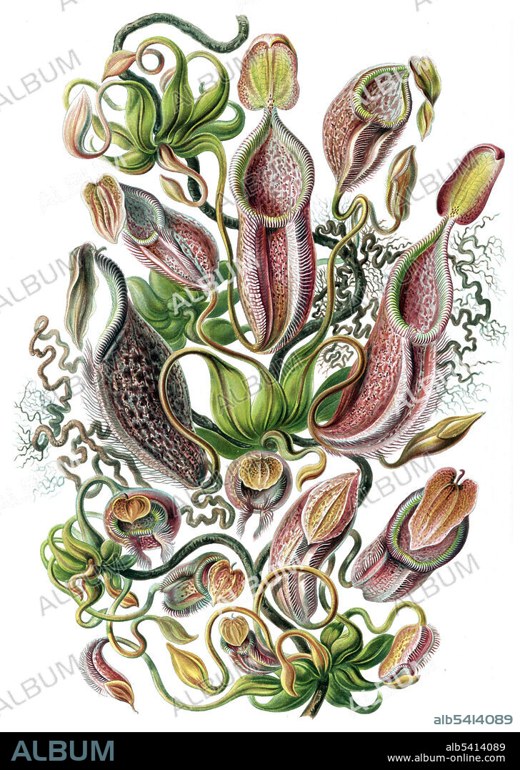 Nepenthaceae (Nepenthes). Illustration shows pitcher plants. Kunstformen der Natur (Art Forms in Nature) is a book of lithographic and halftone prints by Ernst Haeckel. It consists of 100 prints of various organisms, many of which were first described by Haeckel himself, translated from sketch to print by lithographer Adolf Giltsch. Ernst Haeckel (1834 - 1919) was a German biologist, naturalist, philosopher, physician, professor, marine biologist, and artist. Haeckel's identification key was not provided.