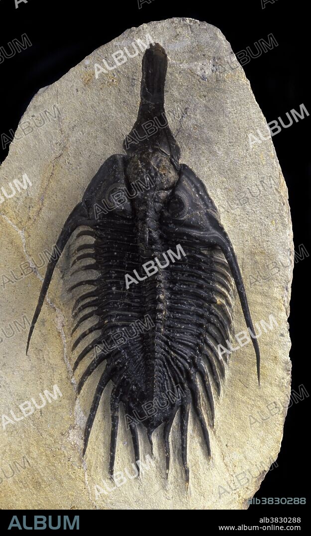 Fossil Trilobite