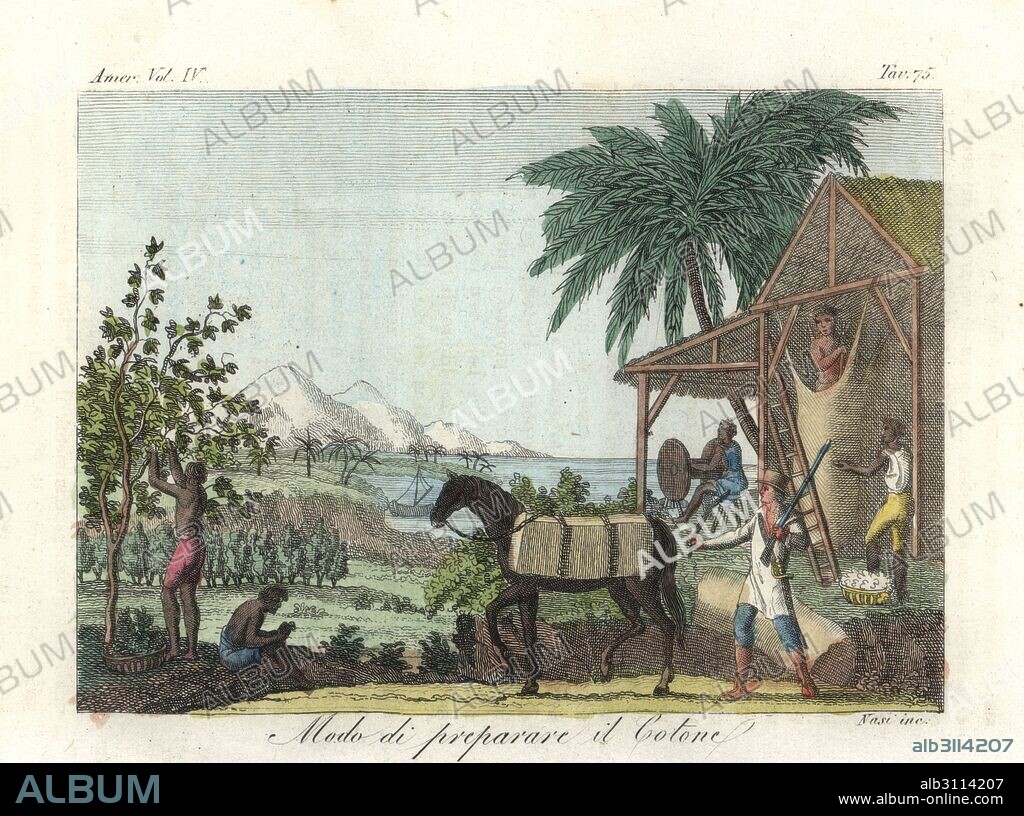 African slaves harvesting cotton bolls, removing the seeds by machine, while an overseer with musket and whip drives a horse laden with raw cotton. West Indies, early 19th century. Handcoloured copperplate engraving by Nasi from Giulio Ferrrario's Costumes Antique and Modern of All Peoples (Il Costume Antico e Moderno di Tutti i Popoli), Florence, 1842.