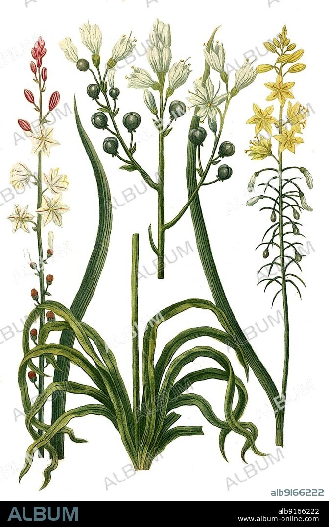 Ramosus, Asphodelus albus minor, Asphodelus luteus minor, plants from a plant genus in the subfamily of the Asphodelidae (Asphodelus albus), Affodil, Historical, digitally restored reproduction of a 19th century original.