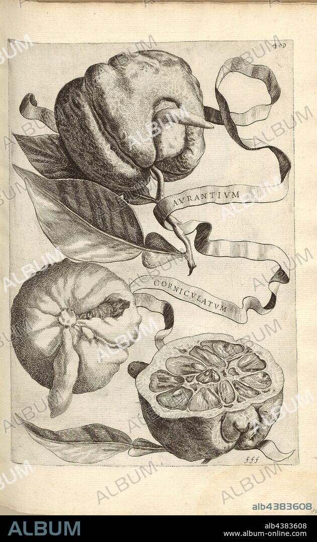Aurantium corniculatum, Citrus fruit, Fig. 88, p. 407, 1646, Giovanni Battista Ferrari: Hesperides sive de malorum aureorum cultura et usu libri quatuor. Romae: sumptibus Hermanni Scheus, 1646.
