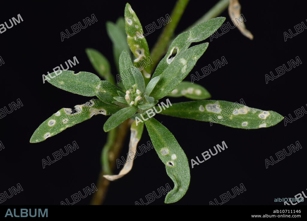 Flea beetle (Phyllotreta nigripes), damage to leaves of sweet alyssum (Lobularia maritima), an annual garden ornamental, August.