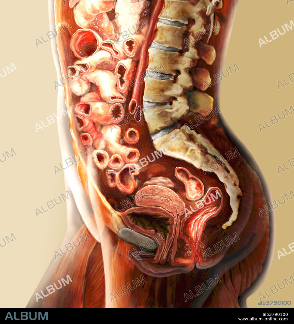 Lateral view of the female abdomen, highlighting portions of the lower digestive tract (small intestine, colon, rectum, and anus) and their relationship to the uterus, bladder, and sacrum. The digestive system is comprised of an alimentary canal and accessory organs; together they break down complex food into simple structures the body can use, absorb the nutrients into the blood stream, and eliminate waste.