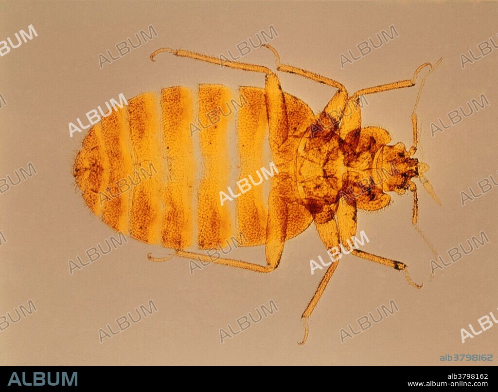 Human bed bug (cimex lectularius), a bloodsucking nocturnal parasite. The adult is brown, oval, and dependent on blood for its nutrition. The bed bug's bite is painless but may cause the skin to become inflamed. Bed bugs hide in bedclothes, mattresses, and under wallpaper. They are active at night, traveling to the host for a blood meal, and then returning to their lair. They exude an offensive sweet odor. Good sanitation, achieved by thoroughly cleaning bed cloths, mattresses and pillows, can control bed bugs. Magnification unknown.