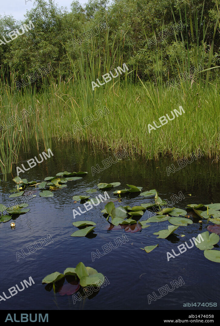 ESTADOS UNIDOS. PARQUE NACIONAL DE LOS EVERGLADES (Everglades National Park), declarado Patrimonio de la Humanidad en 1979. Vista del paisaje. Estado de Florida.