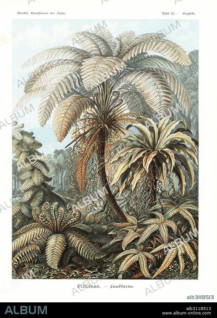 Filicinae or fern plants: Alsophila species, Polypodium species, Asplenium nidus, Angiopteris species, Monogramma species, and Pteris quadriaurita. Chromolithograph by Adolf Glitsch from an illustration by Ernst Haeckel from Art Forms in Nature, Kunstformen der Natur, Liepzig, Germany, 1904.