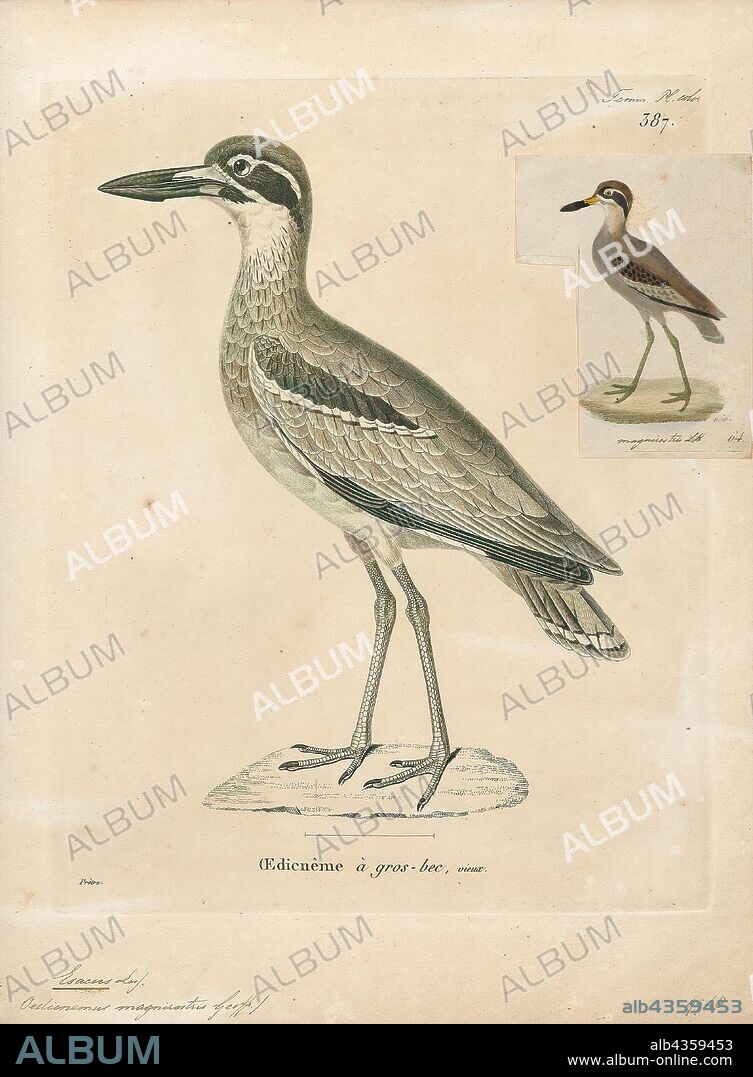 Esacus magnirostris, Print, The beach stone-curlew (Esacus magnirostris) also known as beach thick-knee is a large, ground-dwelling bird that occurs in Australasia, the islands of South-east Asia. At 55 cm (22 in) and 1 kg (2.2 lb), it is one of the world's largest shorebirds. At a mean of 1, 032 g (2.275 lb) in males and 1, 000 g (2.2 lb) in females, it the heaviest living member of the Charadriiformes outside of the gull and skua families., 1700-1880.