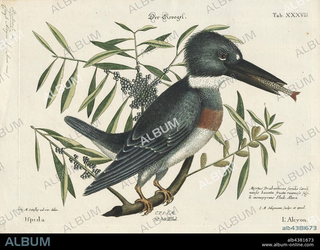 Ceryle alcyon, Print, The belted kingfisher (Megaceryle alcyon) is a large, conspicuous water kingfisher, the only member of that group commonly found in North America. It is depicted on the 1986 series Canadian $5 note. All kingfishers were formerly placed in one family, Alcedinidae, but recent research suggests that this should be divided into three subfamilies., 1700-1880.