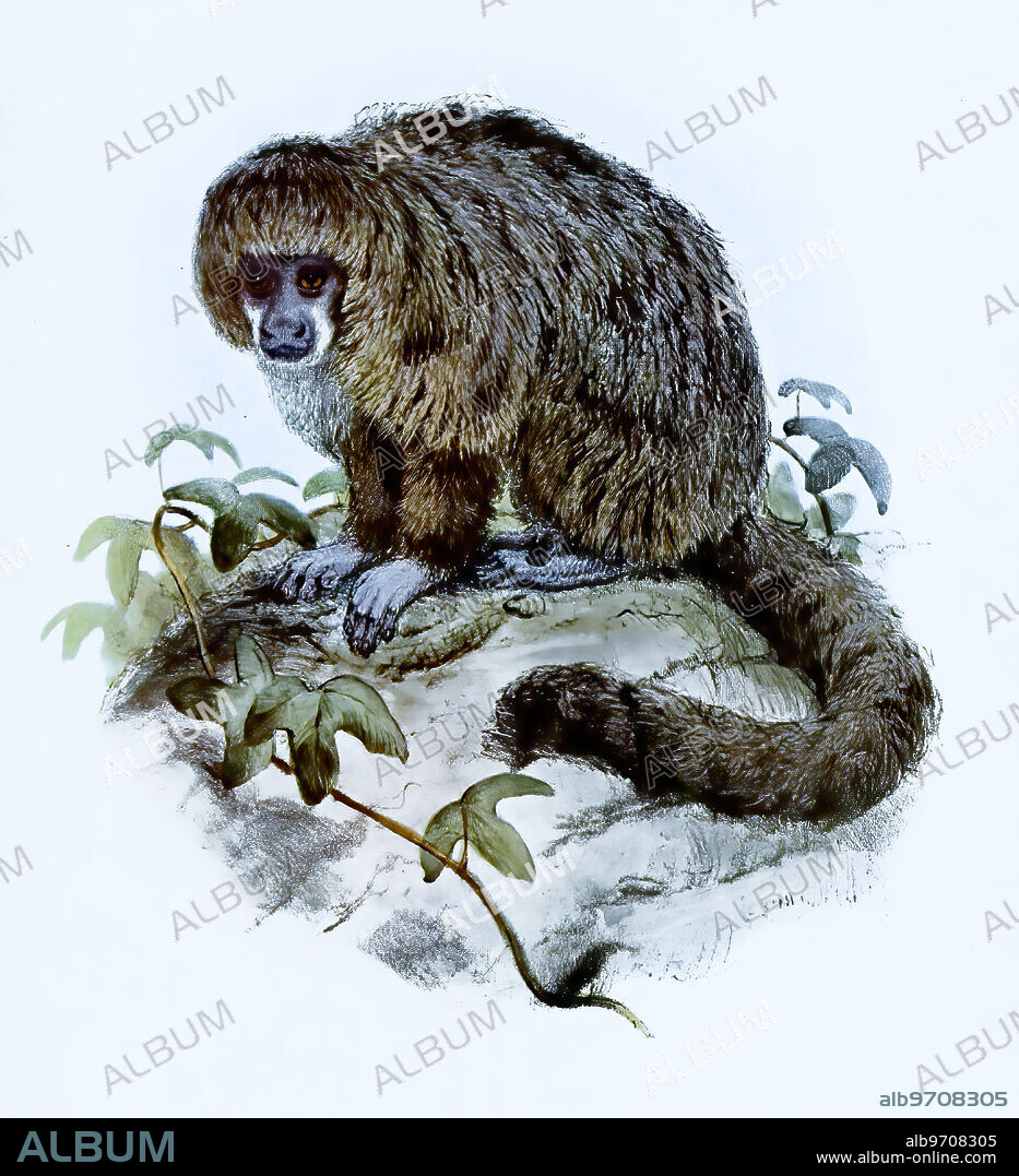 Monk monkey, Pithecia monachus, primate species from the group of New World monkeys, historic, digitally restored reproduction of an original artwork from the 19th century, exact original date not known.