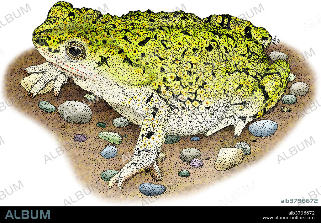 Illustration of a Western Green Toad (Anaxyrus debilis insidior syn. Bufo debilis insidior).