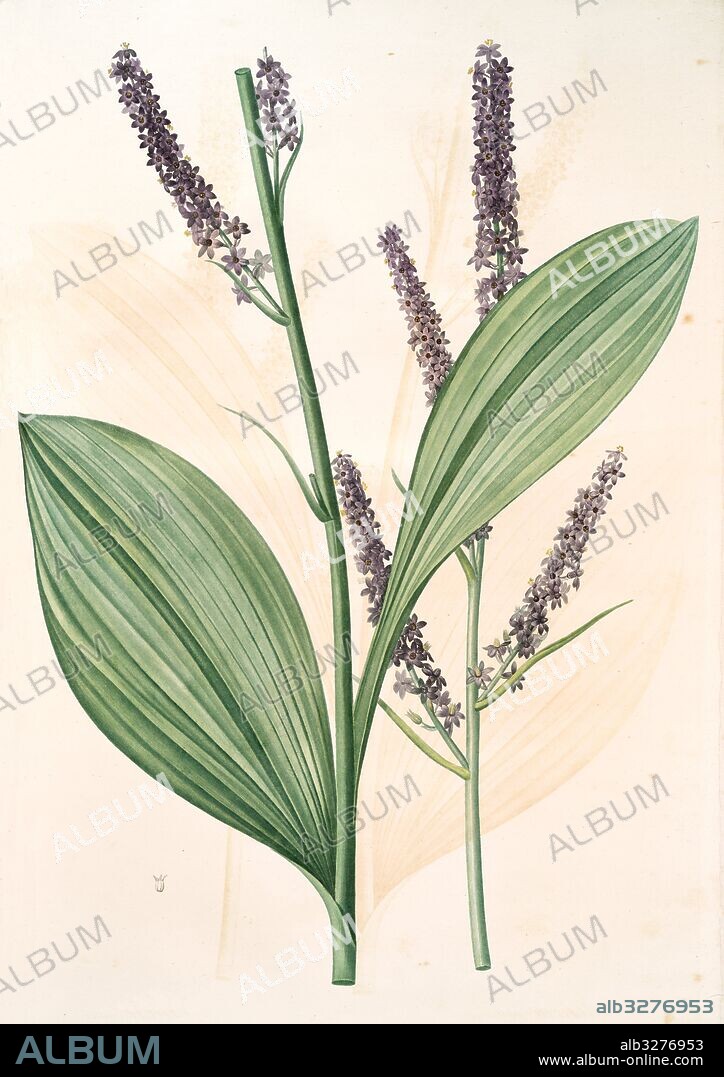 Veratrum nigrum, Vératre noir, Redouté, Pierre Joseph, 1759-1840, les liliacees, 1802 - 1816.