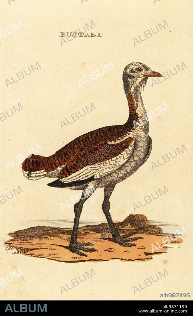 Great bustard, Otis tarda. Vulnerable. Bustard. Handcoloured woodblock engraving from The Natural History of Birds, published by Brightly and Childs, Bungay, Suffolk, 1815. Charles Brightly established a printing and stereotype foundry in Bungay in 1795 and went into partnership with nonconformist radical printer John Firby Childs in 1808. .