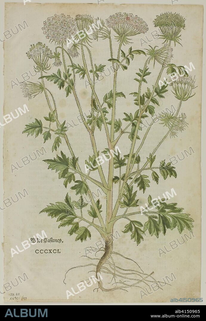 HEINRICH FÜLLMAURER. Leaf from New Kreuterbuch by Leonhart Fuchs, plate 97 from Woodcuts from Books of the XVI Century. Attributed to Heinrich Füllmaurer (Swiss, active 1520-1545); assembled by Max Geisberg (Swiss, 1875-1943). Date: 1543. Dimensions: 329 x 201 mm (image); 352 x 233 mm (sheet). Woodcut on paper. Origin: Switzerland.