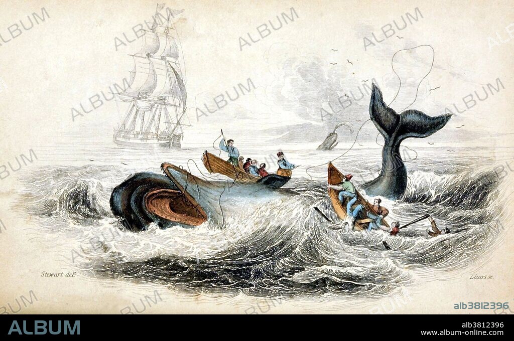 Spermaceti whale. The sperm whale (Physeter macrocephalus), or cachalot, is the largest of the toothed whales and the largest toothed predator. It is the only living member of genus Physeter. Mature males average at 52 feet in length but some may reach 67 feet, with the head representing up to 1/3 of the animal's length. The sperm whale can be found anywhere in the open ocean. From the early 18th century through the late 20th the species was a prime target of whalers. The head of the whale contains a liquid wax called spermaceti, from which the whale derives its name. Spermaceti was used in lubricants, oil lamps, and candles. Ambergris, a waste product from its digestive system, is still used as a fixative in perfumes.