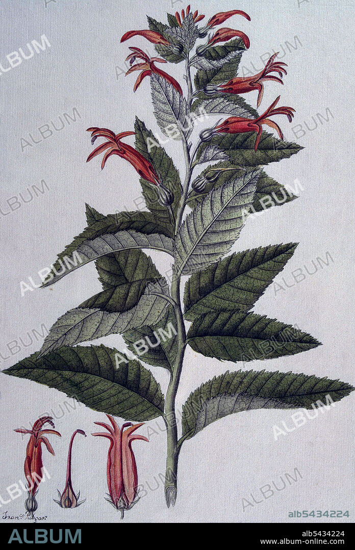 MALASPINA , ALEJANDRO. MARINO ITALIANO . 1754 - 1809. EXPEDICION CIENTIFICA 1789 - 1794. " LOBELIA " ( LOBELIACEA ). DIBUJO DE FRANCISCO PULGAR. JARDIN BOTANICO. MADRID. BOTANICA.