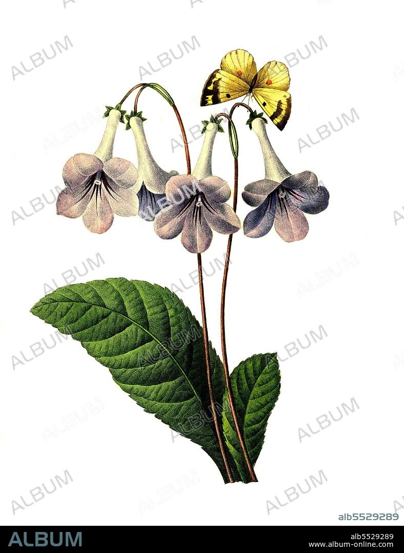 Gloxinie, Streptocarpus polyanthus .