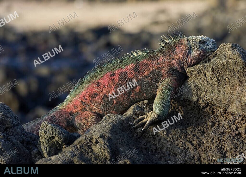 Marine Iguana (Amblyrhynchus cristatus), Floreana, Galápagos Islands, Ecuador, South America.