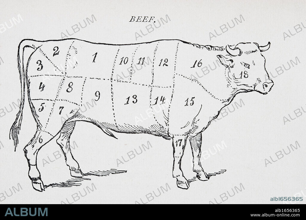 Drawing of bullock marked to show 18 different cuts of meat.