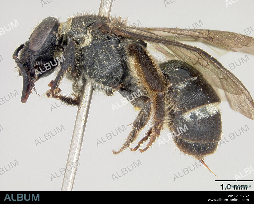 Pinned, Imugin, N. Viscaya, Nueva Vizcaya, Philippines, Halictus thoracicus sublustrans Cockerell, 1919, Animalia, Arthropoda, Insecta, Hymenoptera, Halictidae, Halictinae.