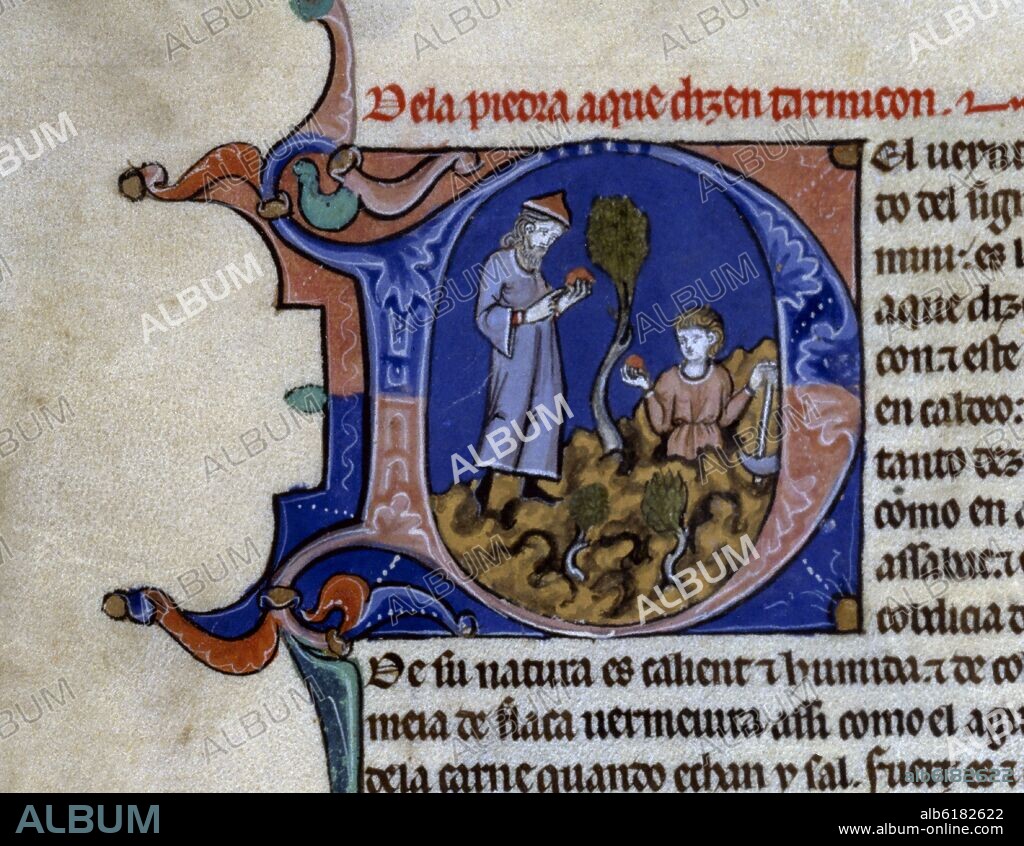ALFONSO X OF CASTILE THE WISE. LAPIDARIO HI 15. DETALLE DE FOLIO 27 V. 1253.MANUSCRITO ALFONSI S XIII.