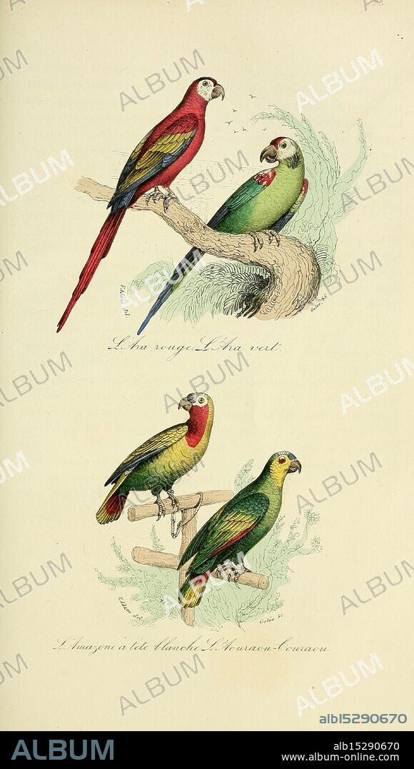 Keepsake, d'histoire naturelle, Londres, Bazouge-Pigoreau, 1838, birds, classification, pictorial works, The image features three vividly illustrated parrots perched on branches. The top parrot displays striking red plumage with a green accent on its chest, while the middle pair showcases one with a vibrant red and green combination and the other featuring a mix of yellow and green. Each parrot is depicted with intricate detailing, capturing their unique feather patterns and lively expressions. Beneath each illustration, there are descriptive captions in elegant script, likely indicating the names or species of the birds. The background appears to be stylized, enhancing the overall visual appeal of these exotic avian subjects.