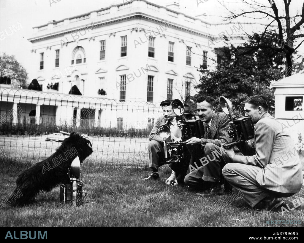 Fala photographing the photographers at the White House, Washington, DC, April 7, 1942. Fala (April 7, 1940 - April 5, 1952), a Scottish terrier, was the dog of President Franklin D. Roosevelt. One of the most famous presidential pets, Fala captured the attention of the public in the United States and followed Roosevelt everywhere, becoming part of his public image. Given to the Roosevelts by a cousin, Fala knew how to perform tricks; his White House antics were widely covered in the media and often referenced both by Roosevelt and his wife, Eleanor Roosevelt. Fala survived Roosevelt by seven years and was buried beside him.