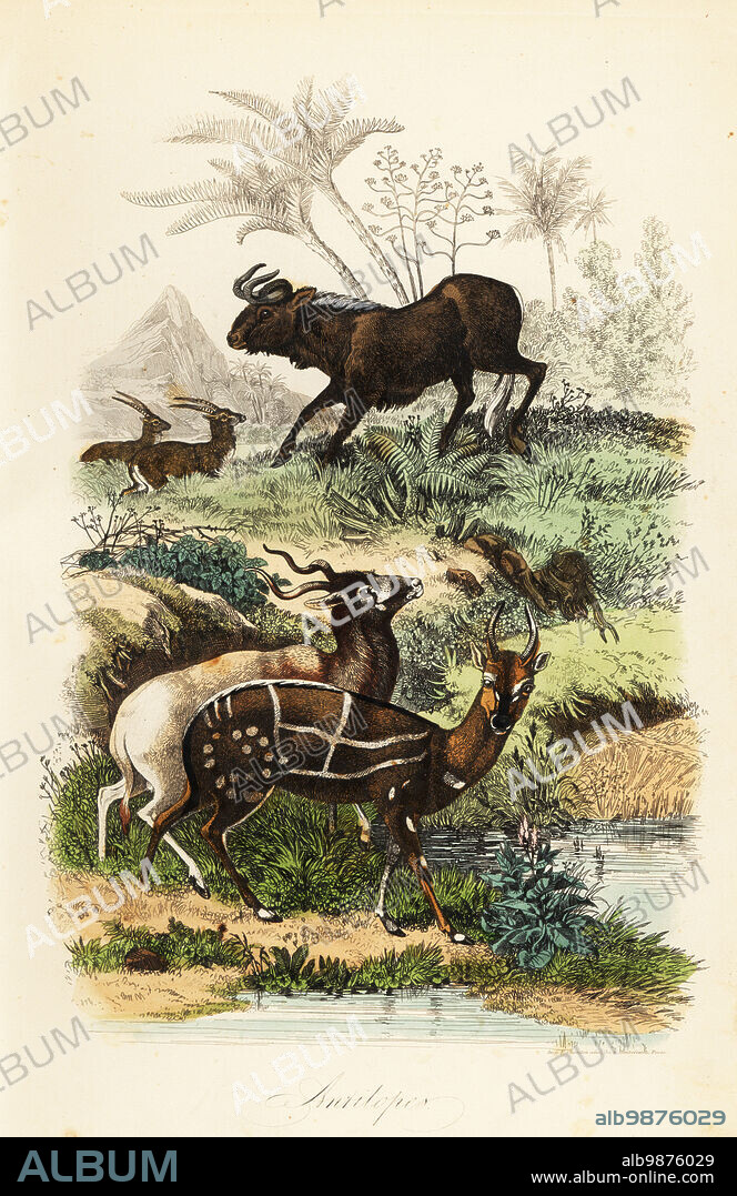 Black wildebeest, Connochaetes gnou, critically endangered addax or screwhorn antelope, Addax nasomaculatus, and harnessed bushbuck or kewel, Tragelaphus scriptus. Handcoloured steel engraving printed by F. Chardon from Achille Comtes Musee dHistoire Naturelle, Museum of Natural History, Gustave Hazard, Paris, 1854.