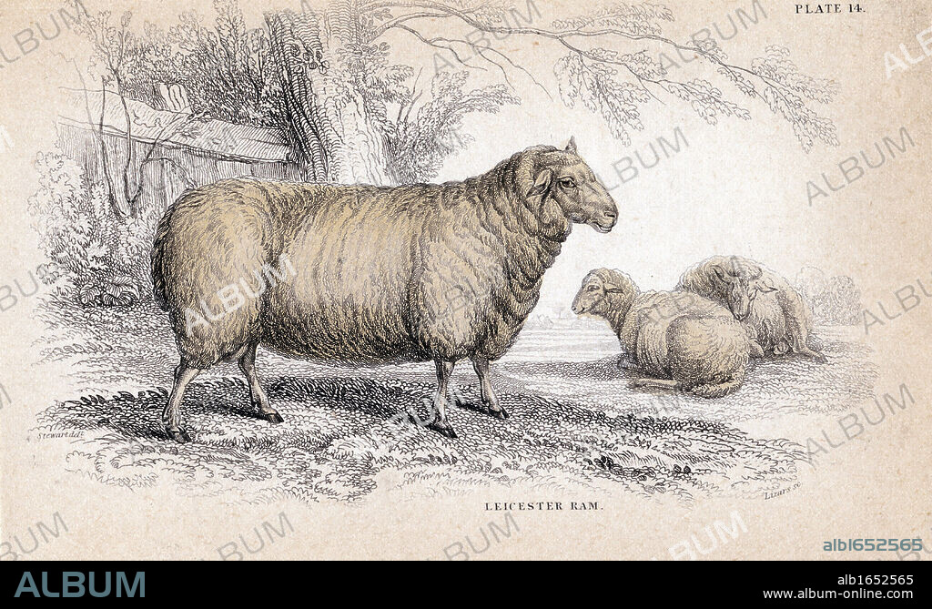 Dishley (New Leicester) Ram. This breed of sheep was the result of selective breeding programme by Robert Bakewell (1725-1795) on his farm at Dishley, Leicestershire, England. Hand-coloured engraving from William Jardine Naturalist's Library series c1840.