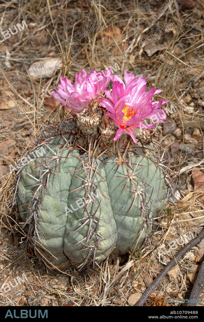 Devil's Head Cactus (Echinocactus horizonthalonius). Big Bend NP, Texas.