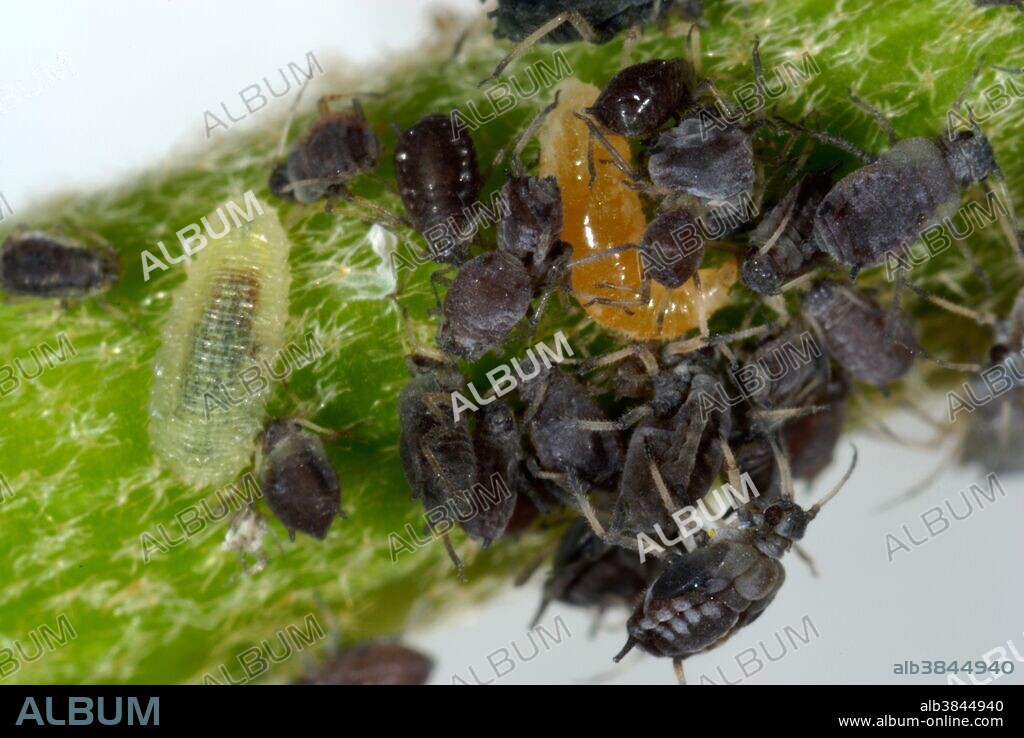 Predatory midge larva and hover-fly larva among ivy aphids (Aphis hederae) on Fatshedera lizei.