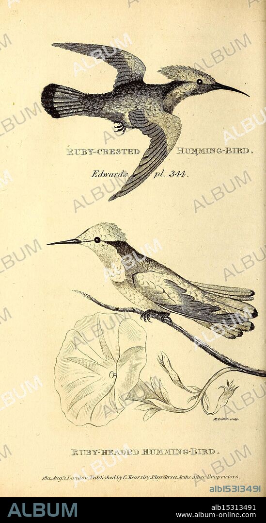 General zoology, or Systematic natural history, London, Printed for G. Kearsley, 1800-1826, pictorial works, zoology, bird, The image features two species of hummingbirds, both displayed with intricate detailing. The upper hummingbird is identified as the Ruby-Crested Hummingbird, showcasing its distinctive plumage and graceful form in mid-flight. Below it, the Ruby-Headed Hummingbird is presented perched beside a beautifully illustrated flower, highlighting the delicate interaction between the bird and its natural habitat. Each bird is annotated with its name and reference to its source, displaying a blend of artistry and ornithological study. The floral element adds an aesthetic touch, emphasizing the relationship between avian life and nature.