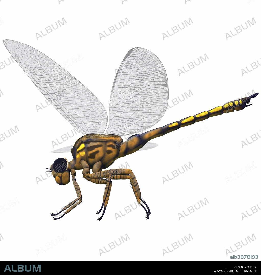 Meganeura was an insect dragonfly that lived in the Carboniferous Period of France and England.