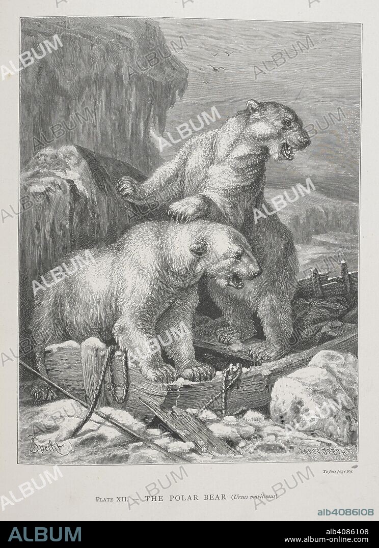 ALFRED RUSSEL WALLACE. The Polar Bear. The Geographical Distribution of Animals, with a study of the relations of living and extinct faunas as elucidating the past changes of the earth's surface. ... . London, 1876. Source: 07209.dd.1 plate XII.