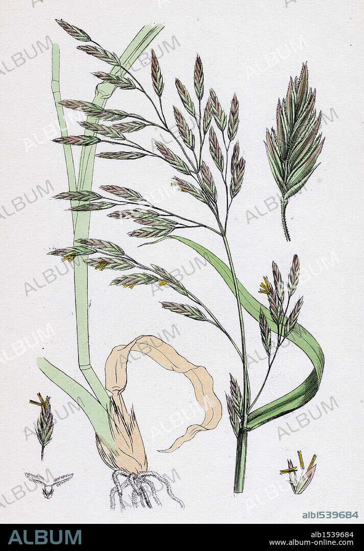 Festuca elatior var. genuina; Tall Fescue-grass, var. a.