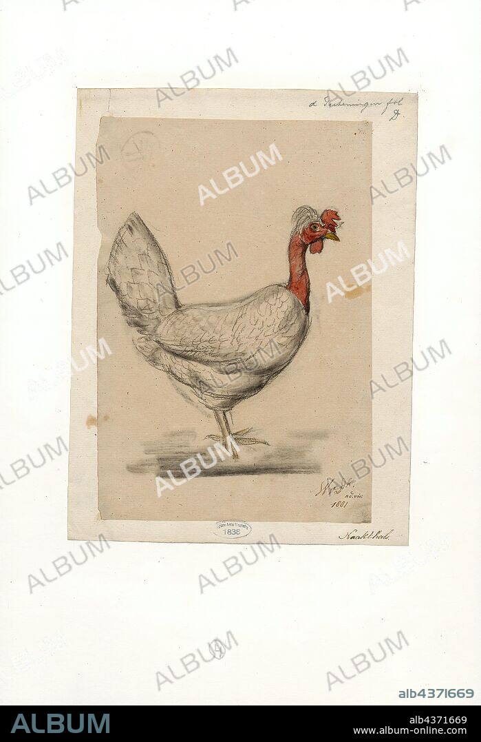 Gallus gallus domesticus, Print, The chicken (Gallus gallus domesticus) is a type of domesticated fowl, a subspecies of the red junglefowl (Gallus gallus). It is one of the most common and widespread domestic animals, with a total population of more than 19 billion as of 2011. There are more chickens in the world than any other bird or domesticated fowl. Humans keep chickens primarily as a source of food (consuming both their meat and eggs) and, less commonly, as pets. Originally raised for cockfighting or for special ceremonies, chickens were not kept for food until the Hellenistic period (4th–2nd centuries BC)., 1881.