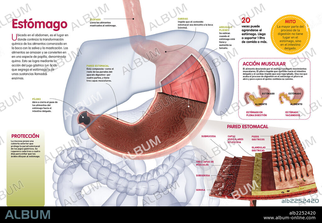 ESTOMAGO. Infografía que describe las funciones del estómago como parte del sistema digestivo y su estructura interna.