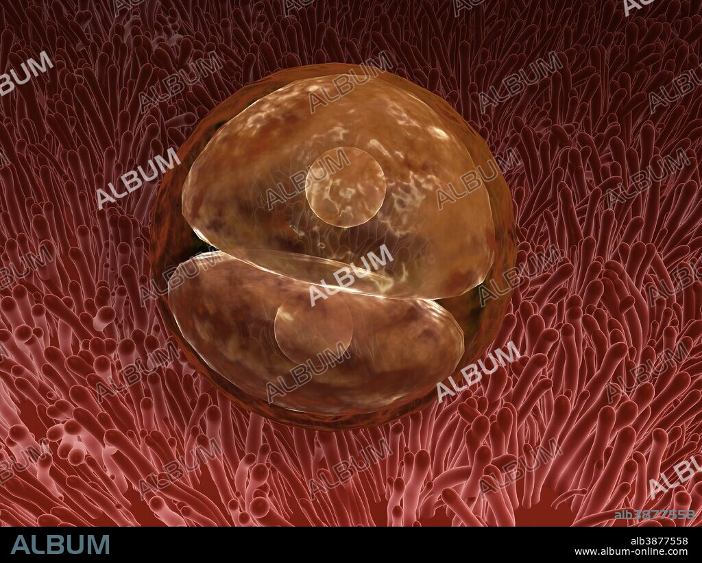 Zygote development 24-36 hours after fertilization.