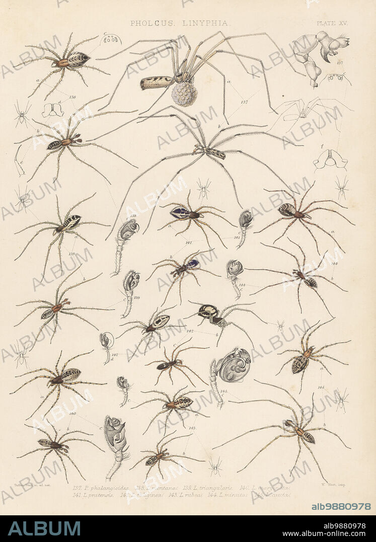 Daddy long-legs, Pholcus phalangioides 137, Linyphia triangularis 138, filmy dome spider, Neriene radiata 139, sheet weaver, Neriene montana 140, Linyphia hortensis 141, Microlinyphia pusilla 142, Neriene peltata 143, Lepthyphantes minutus 144, and Labulla thoracica 145. Handcoloured lithograph by W. West after Tuffen West from John Blackwalls A History of the Spiders of Great Britain and Ireland, Ray Society, London, 1861.