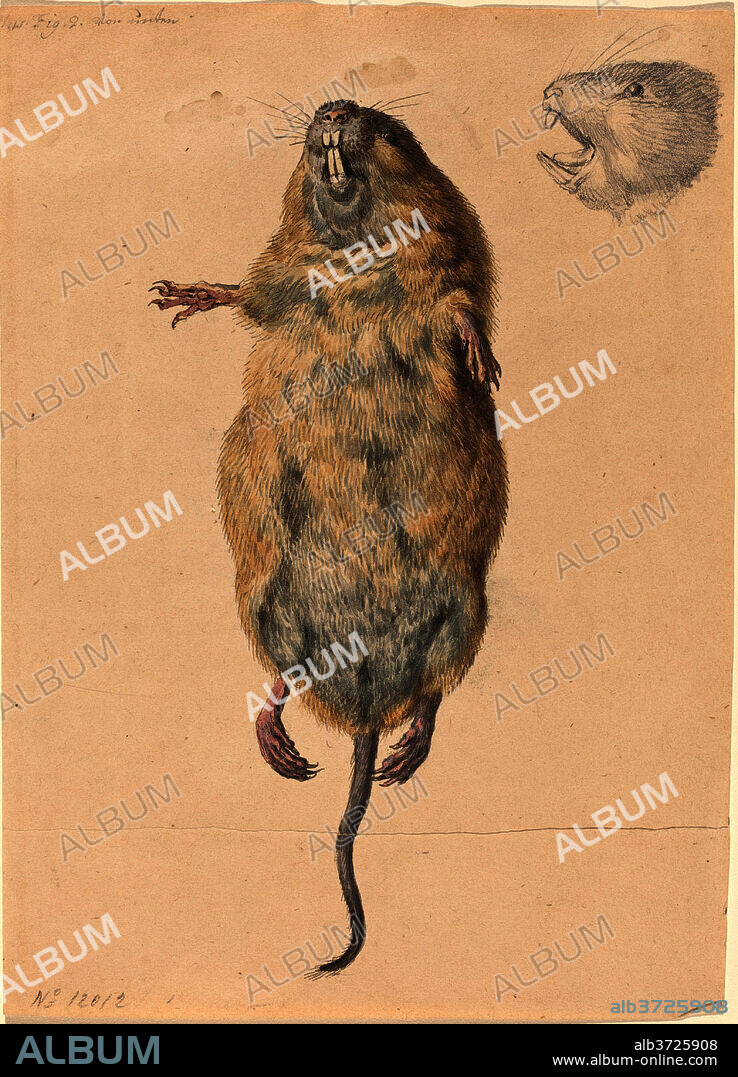 JOHANN RUDOLPH SCHELLENBERG. A Field Mouse, from Below. Dated: c. 1775. Dimensions: overall: 20.1 x 14.3 cm (7 15/16 x 5 5/8 in.). Medium: watercolor with graphite and black pen and ink on wove paper.