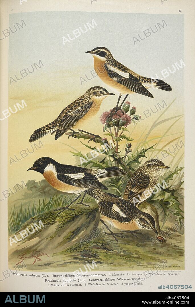 JOHANN ANDREAS NAUMANN and BRUNO GEISLER. Pratincola rubetra. Braunkehliger WiesenschmÃ¤tzer. Pratincola rubicola. Schwarzkehliger WiesenschmÃ¤tzer.  The Whin-chat. Stone-Chat or Furze-Chat. . Naturgeschichte der VoÌˆgel Mittel-Europas. ... Herausgegeben von Dr. C. R. Hennicke, etc. Gera-Untermhaus, 1905 [1896-1905]. Source: 7208.l.1 vol.I Band I plate 12.