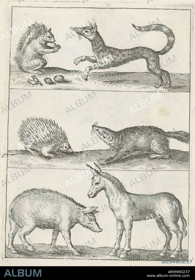 Squirrel, hedgehog, donkey, pig and other animals, Land animals (series title), Bestiarum quadrupedum Vivae Icones (series title), Various animals. Above: a squirrel and a weasel. Middle: a hedgehog and a badger. Below: a pig and a donkey. This print is part of an album., print maker: anonymous, print maker: Crispijn van de Passe (I), (rejected attribution), after design by: Adriaen Collaert, Utrecht, 1635 - 1660, paper, engraving, height 127 mm × width 90 mm.