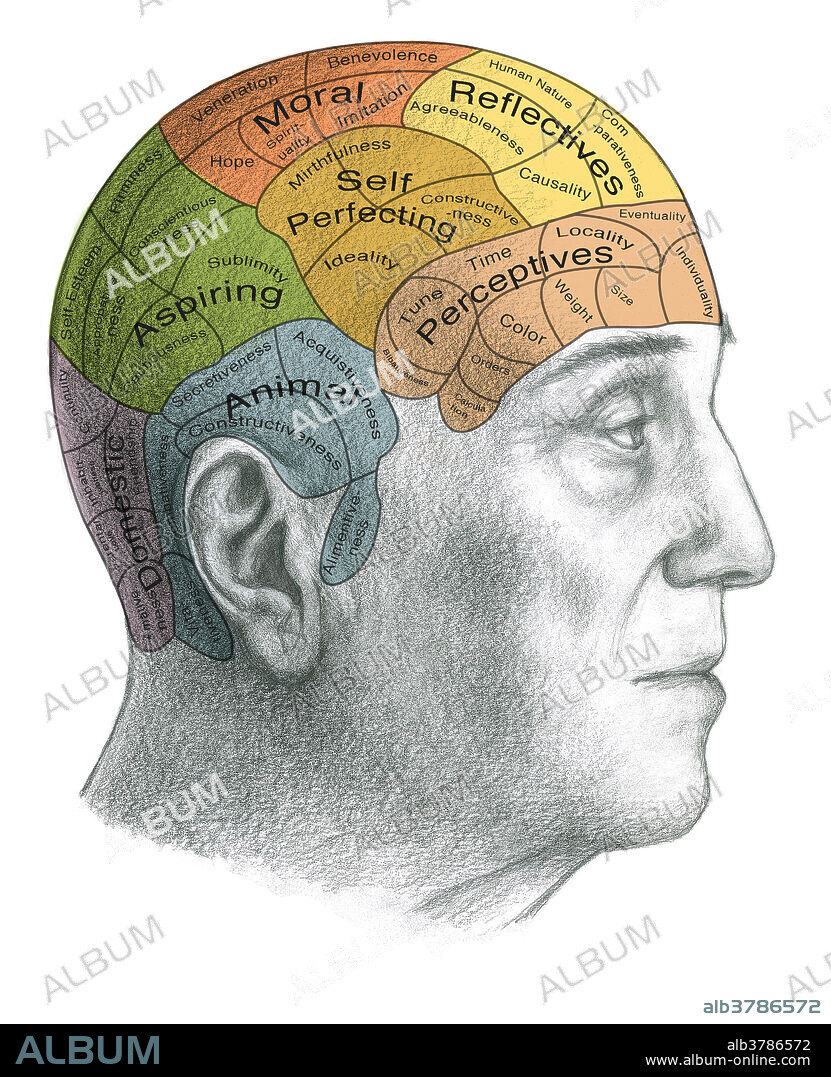 Illustration of a Phrenology chart. Phrenology is a pseudo-science that states that a person's personality and character can be deduced by studying the shape of his or her skull. Certain areas of the skull are thought to be linked to specific characteristics. This chart shows words associated with different faculties over the area of the skull with which they are supposedly connected. For instance along the forehead are some areas of 'perceptives'. The theory of phrenology was proposed by the German physician Franz Joseph Gall (1758-1828).
