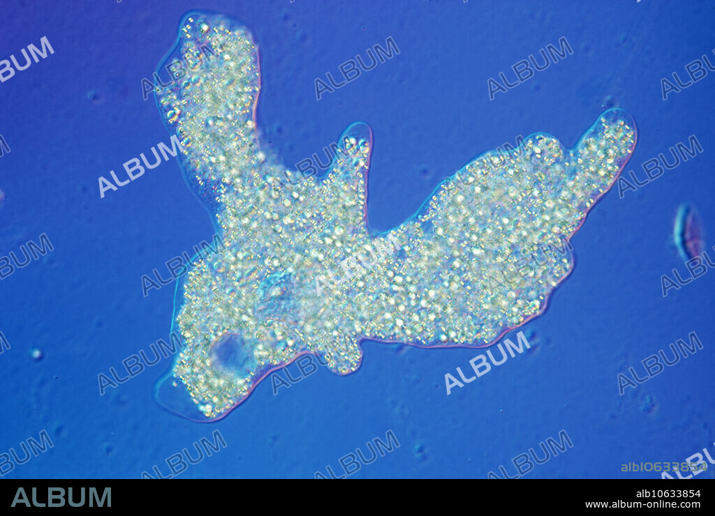 Chaos carolinense, the largest known amoeba.