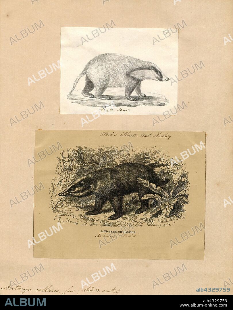 Arctonyx collaris, Print, The hog badger (Arctonyx collaris), also known as the greater hog badger, is a terrestrial mustelid native to Central and Southeast Asia. It is listed as Vulnerable in the IUCN Red List of Threatened Species because the global population is thought to be declining due to high levels of poaching., 1700-1880.