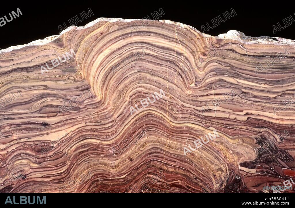 Stromatolite, cross section (Height about 15 cm) Middle Proterozoic, 1.1 Billion years old. Bangemall Basin, Western Australia.