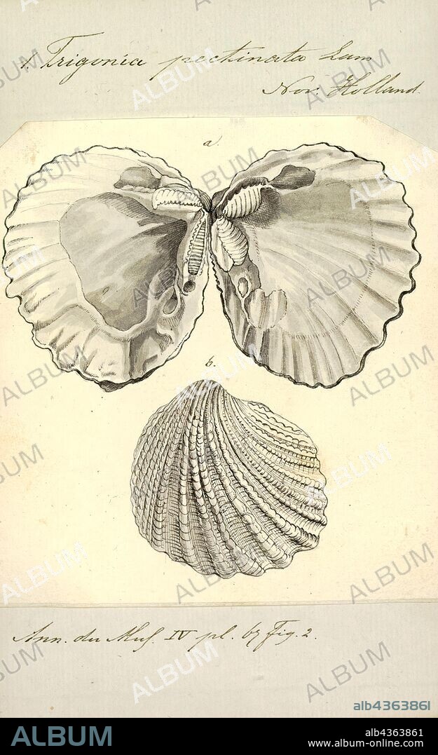 Trigonia pectinata, Print, Diagram of Trigonia costata James Parkinson, showing main morphological features of the shell exterior;a) Anterior; p) Posterior; d) Dorsal; v) Ventral; F) Flank; A) Area; c) Costae; mc) Marginal CarinaTrigonia costata ranges from the Lower Jurassic (Toarcian) to Middle Jurassic (Callovian).. Trigonia is an extinct genus of saltwater clams, fossil marine bivalve mollusk in the family Trigoniidae. The fossil range of the genus spans the Paleozoic, Mesozoic and Paleocene of the Cenozoic, from 298 to 56 Ma.