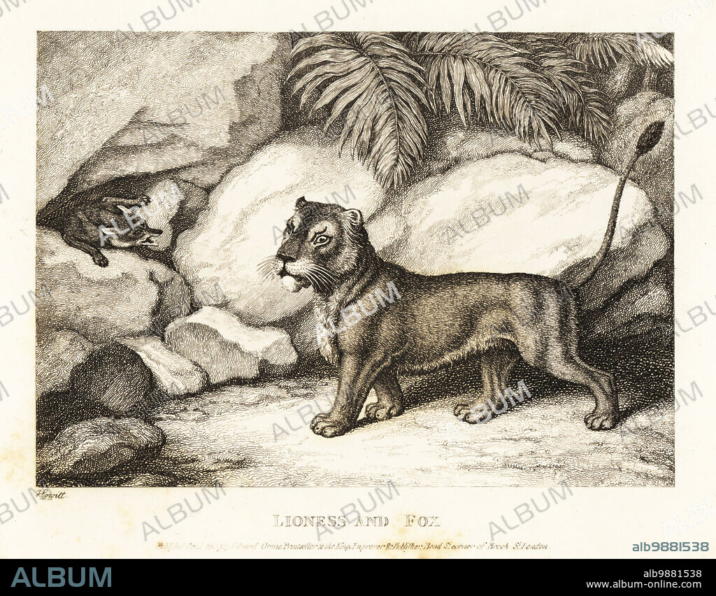 A vixen and a lioness discuss the size of their broods of cubs. Lioness and fox. Illustration of a fable by Greek author Aesop. Copperplate etching drawn and engraved from life by Samuel Howitt from his own A New Work of Animals, Principally Designed from the Fables of Aesop, Gay and Phaedrus, Edward Orme, London, 1811.